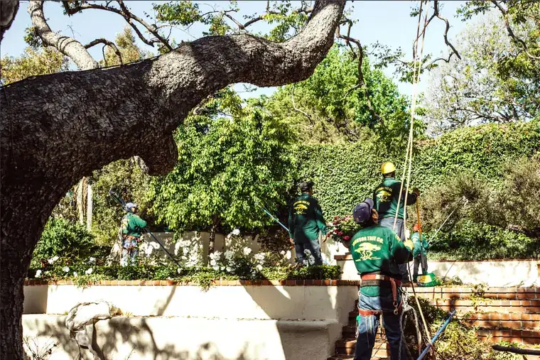 Four Johnson Tree Company crew members working a hedge line along a garden wall beneath a spreading oak.